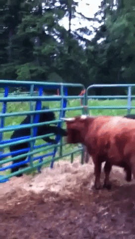 Bear Swatting Bull GIF